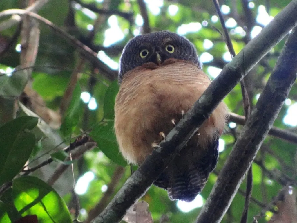 中非鸺鹠(Glaucidium sjostedti)