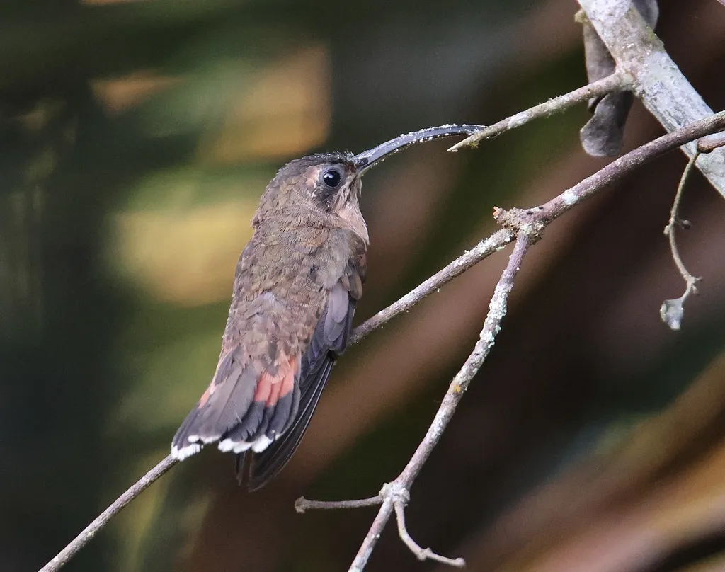 铜色蜂鸟(Glaucis aeneus)