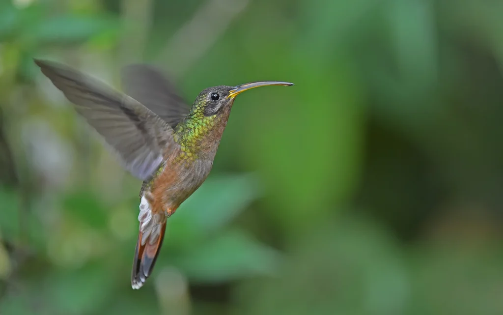 棕胸铜色蜂鸟(Glaucis hirsutus)
