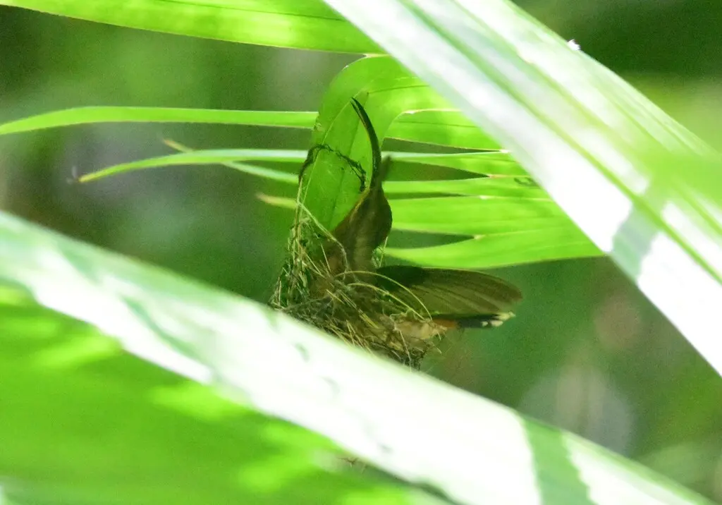 棕胸铜色蜂鸟(Glaucis hirsutus)