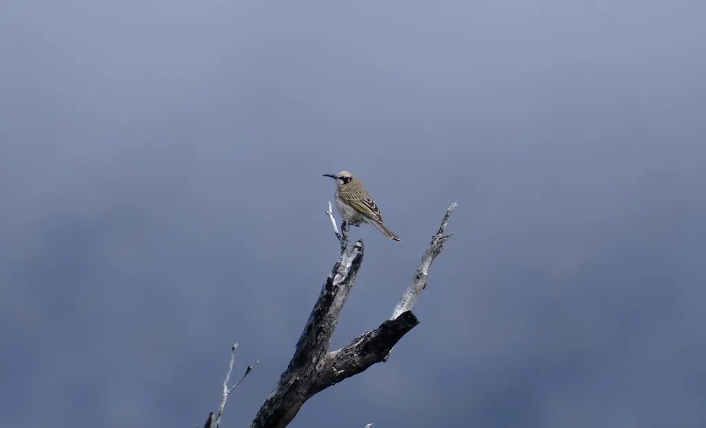 茶冠澳蜜鸟(Gliciphila melanops)