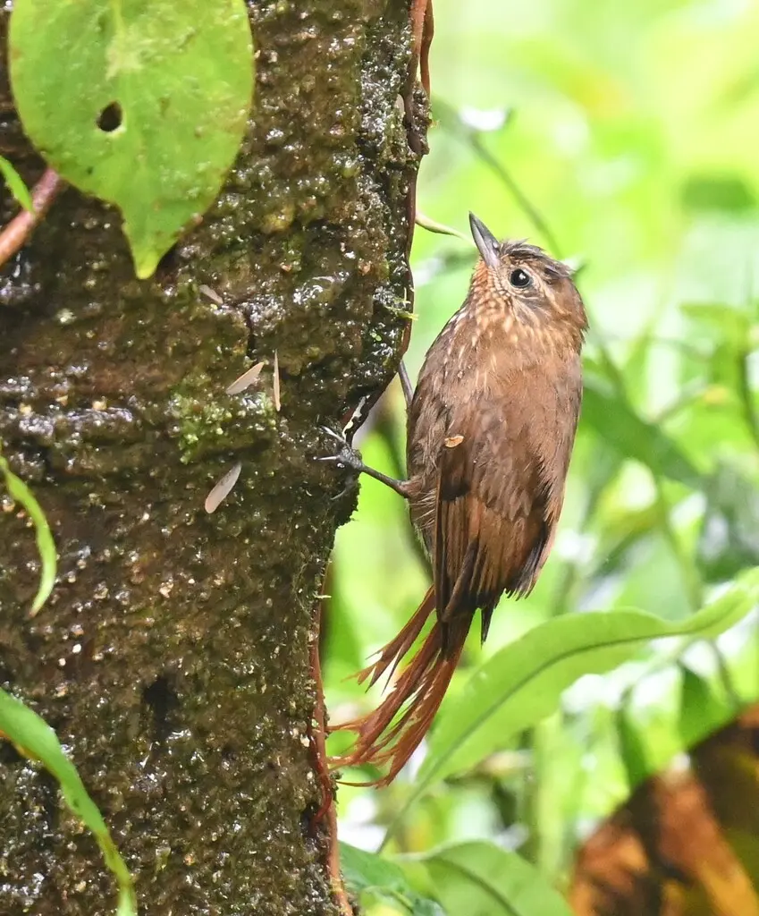 楔嘴䴕雀(Glyphorynchus spirurus)