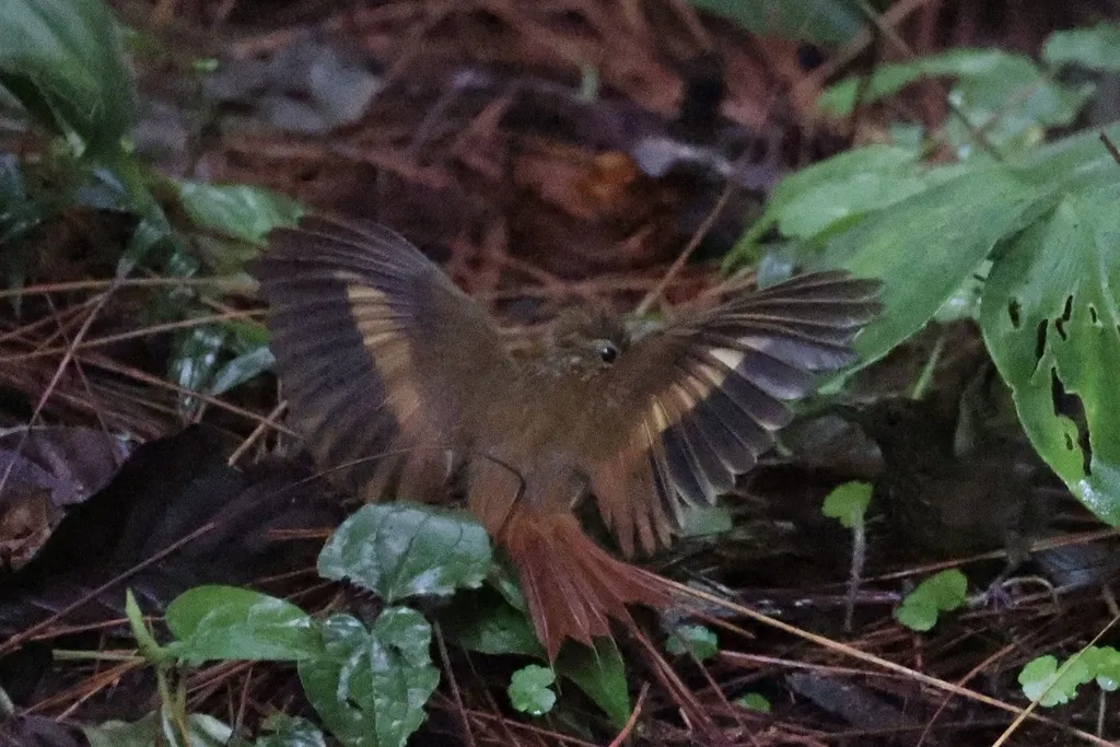 楔嘴䴕雀(Glyphorynchus spirurus)
