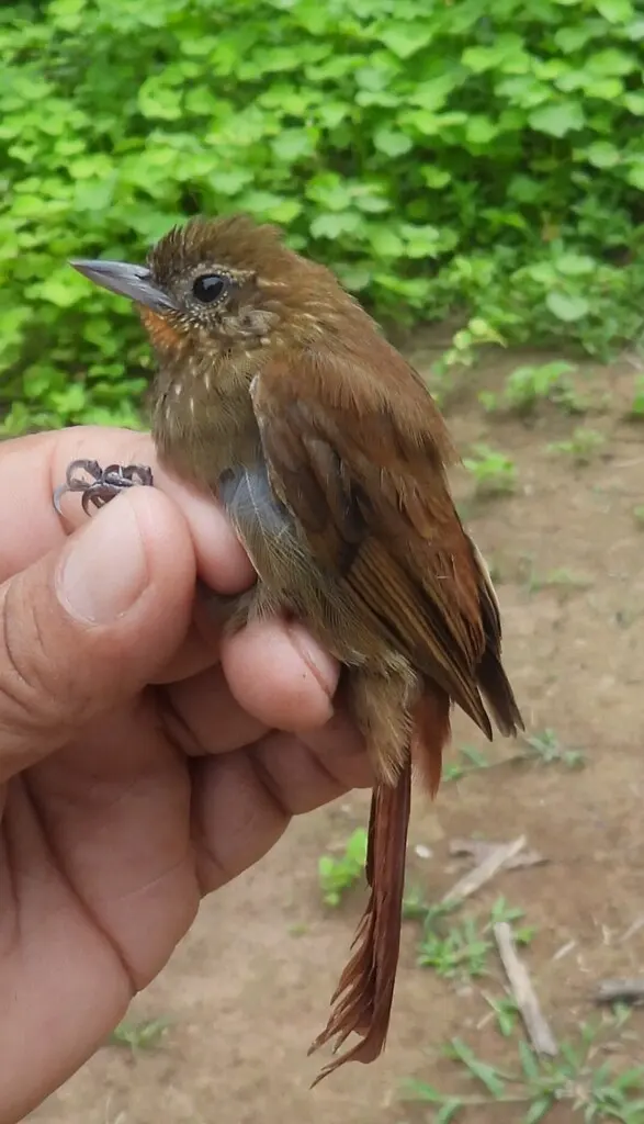 楔嘴䴕雀(Glyphorynchus spirurus)