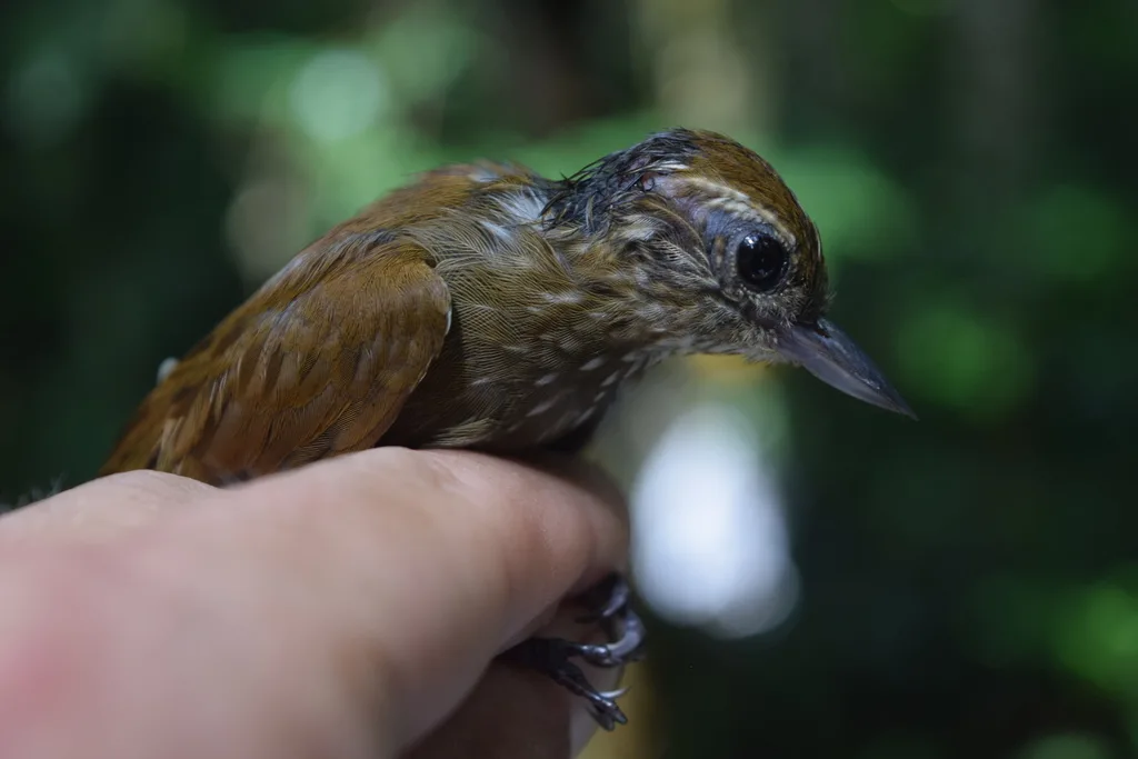 楔嘴䴕雀(Glyphorynchus spirurus)