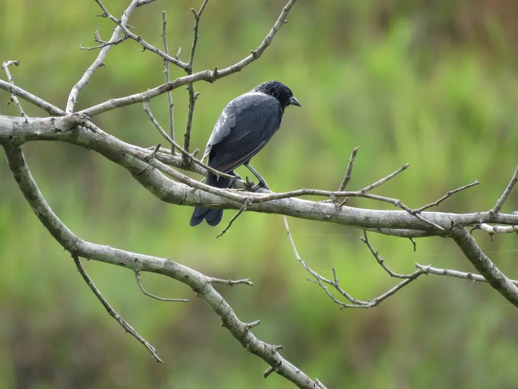 巴西拟鹂(Gnorimopsar chopi)