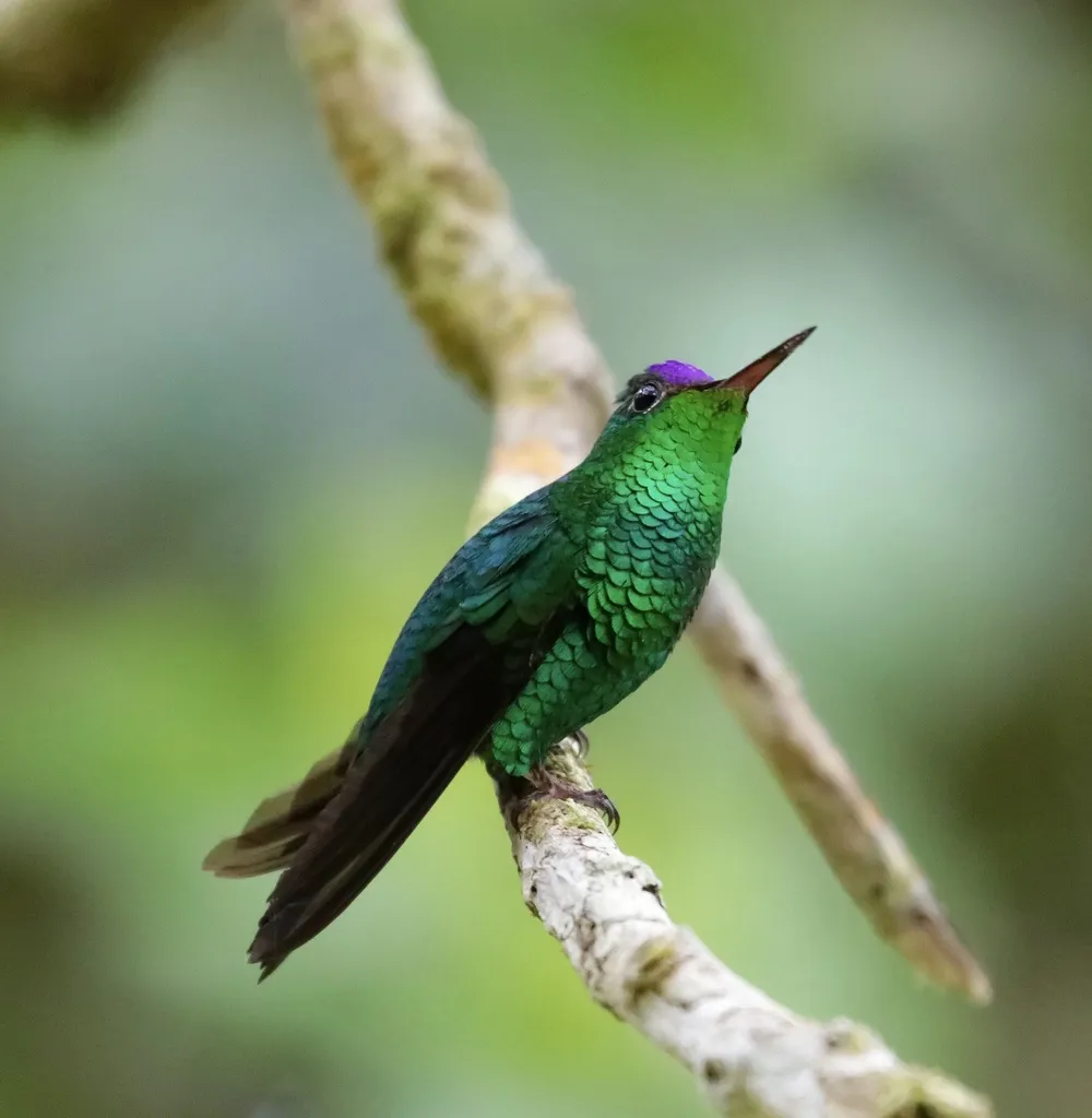 紫顶蜂鸟(Goldmania violiceps)