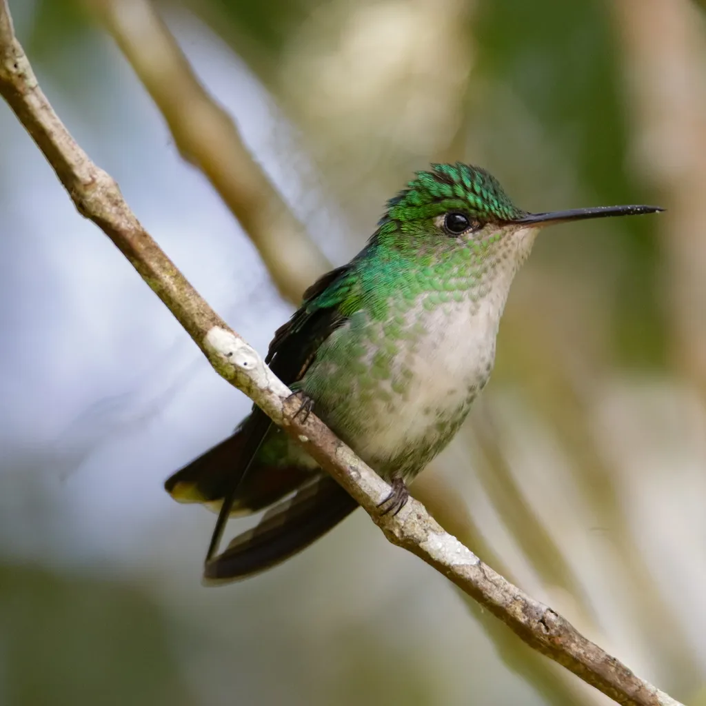 紫顶蜂鸟(Goldmania violiceps)