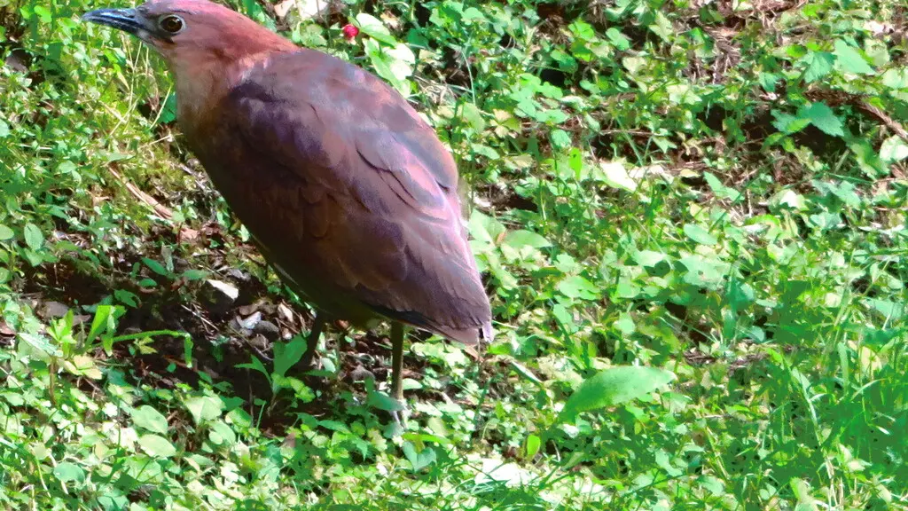 栗鳽(Gorsachius goisagi)