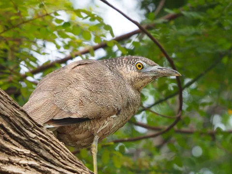 黑冠鳽
