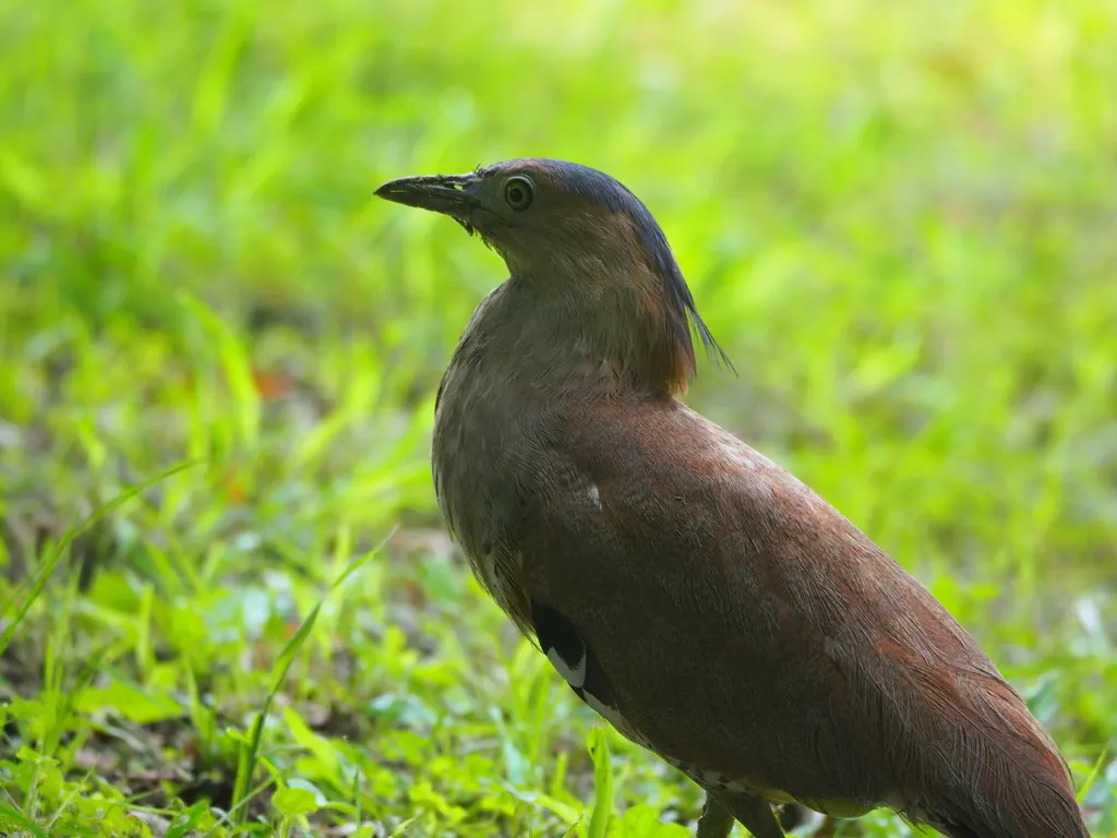 黑冠鳽(Gorsachius melanolophus)