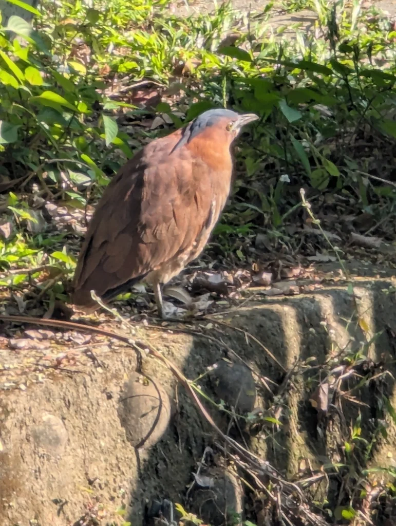 黑冠鳽(Gorsachius melanolophus)