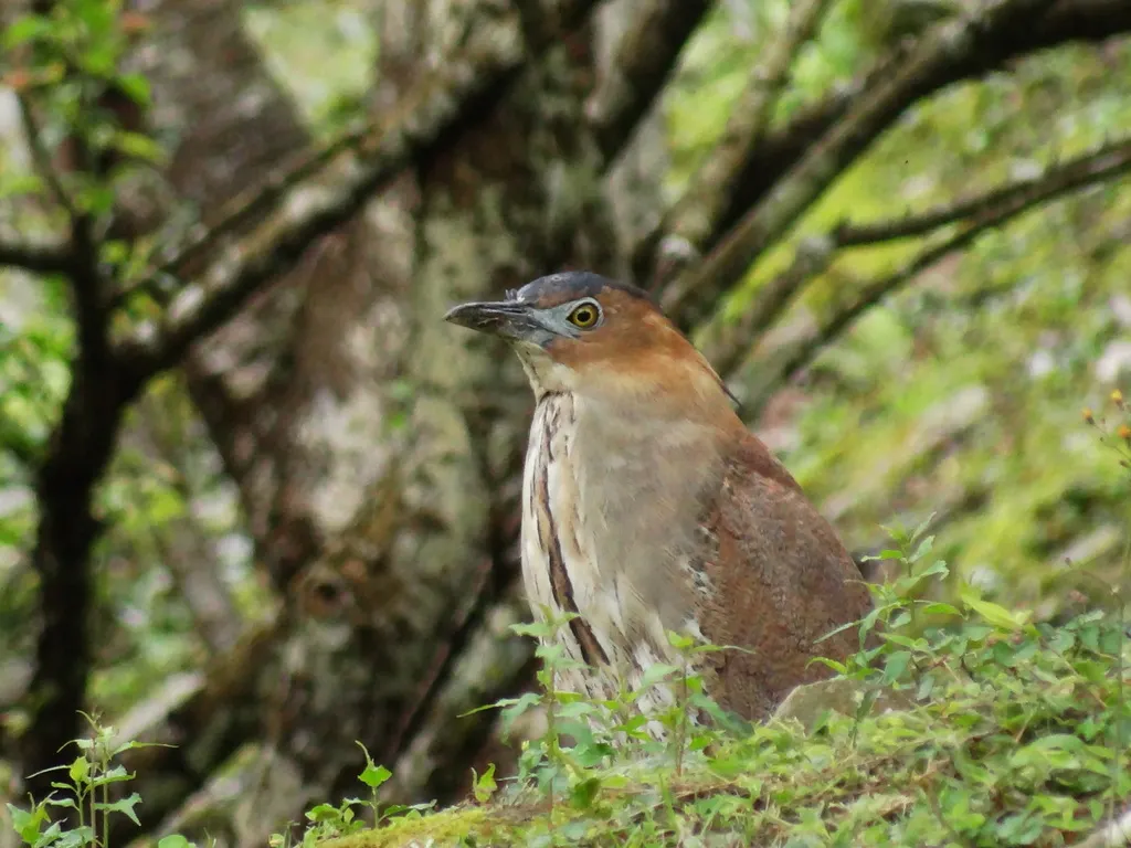 黑冠鳽(Gorsachius melanolophus)