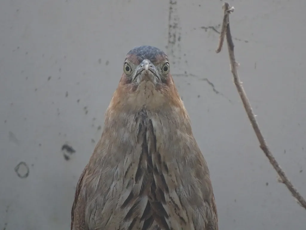 黑冠鳽(Gorsachius melanolophus)