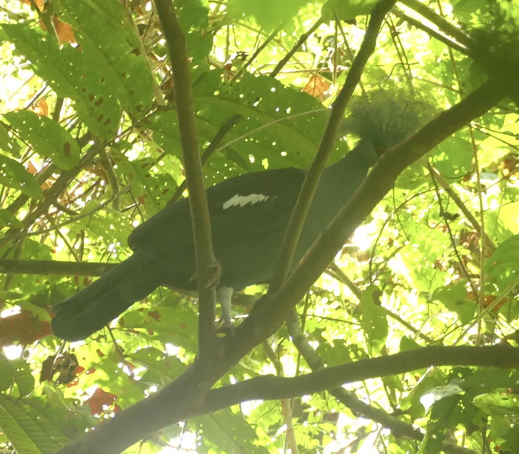 蓝凤冠鸠(Goura cristata)