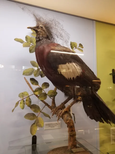 紫胸凤冠鸠