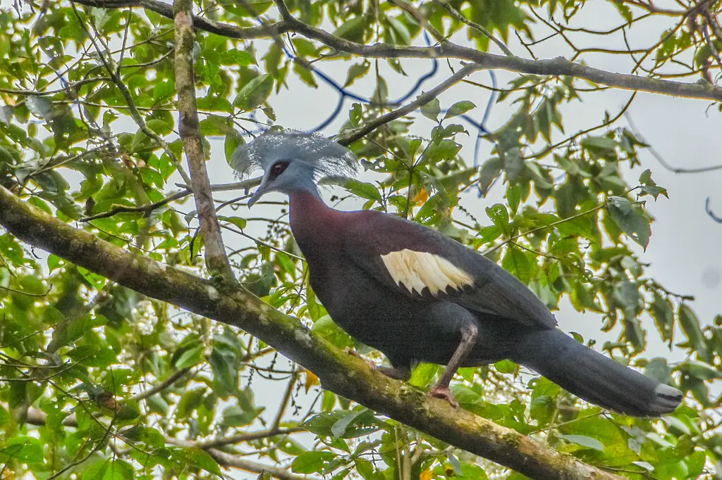 斯氏凤冠鸠(Goura sclaterii)