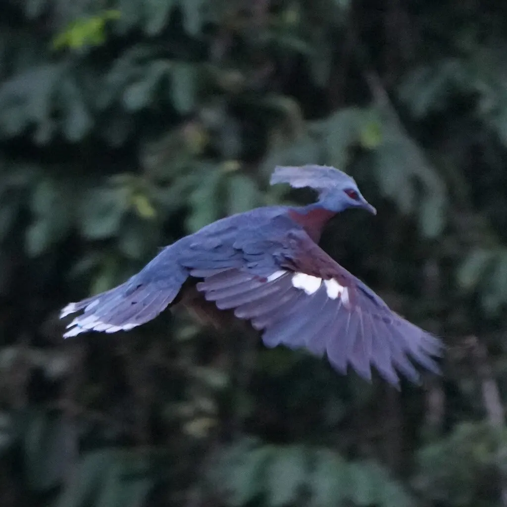 斯氏凤冠鸠(Goura sclaterii)