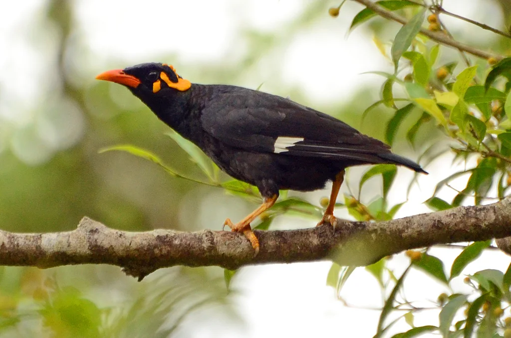 南鹩哥(Gracula indica)