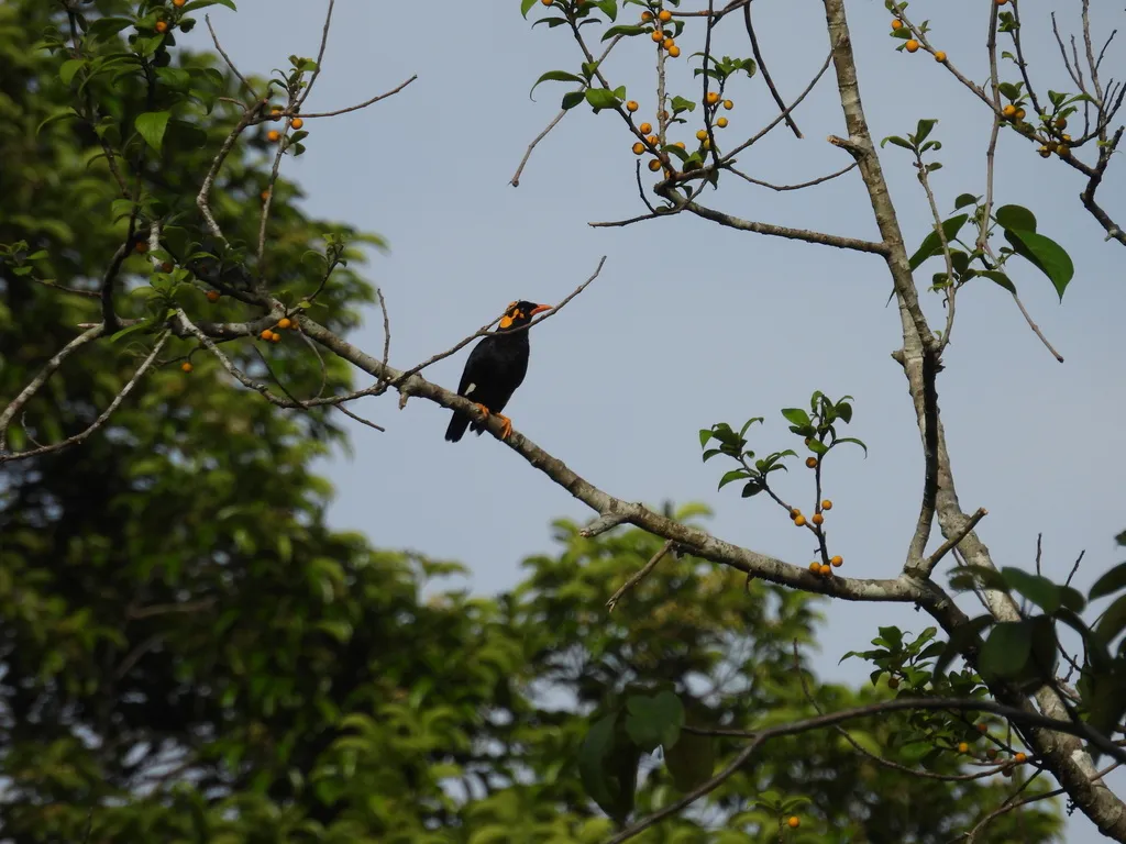 南鹩哥(Gracula indica)