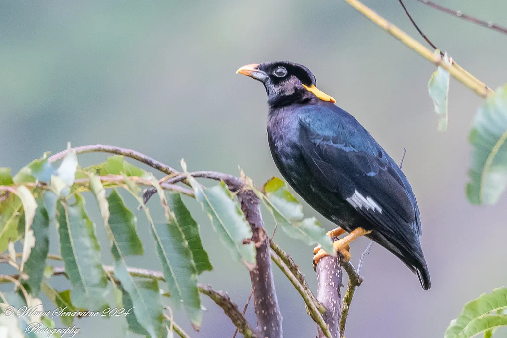 斯里兰卡鹩哥(Gracula ptilogenys)