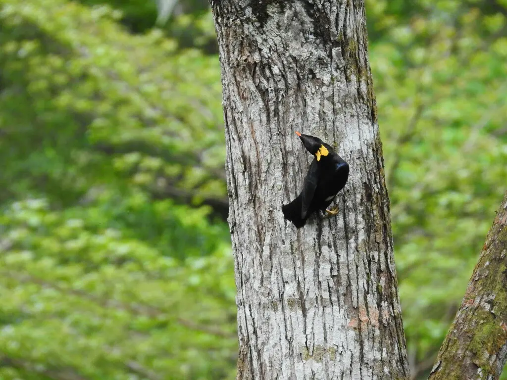 斯里兰卡鹩哥(Gracula ptilogenys)