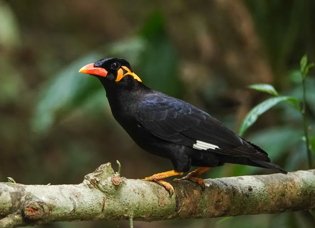 鹩哥（Gracula religiosa）