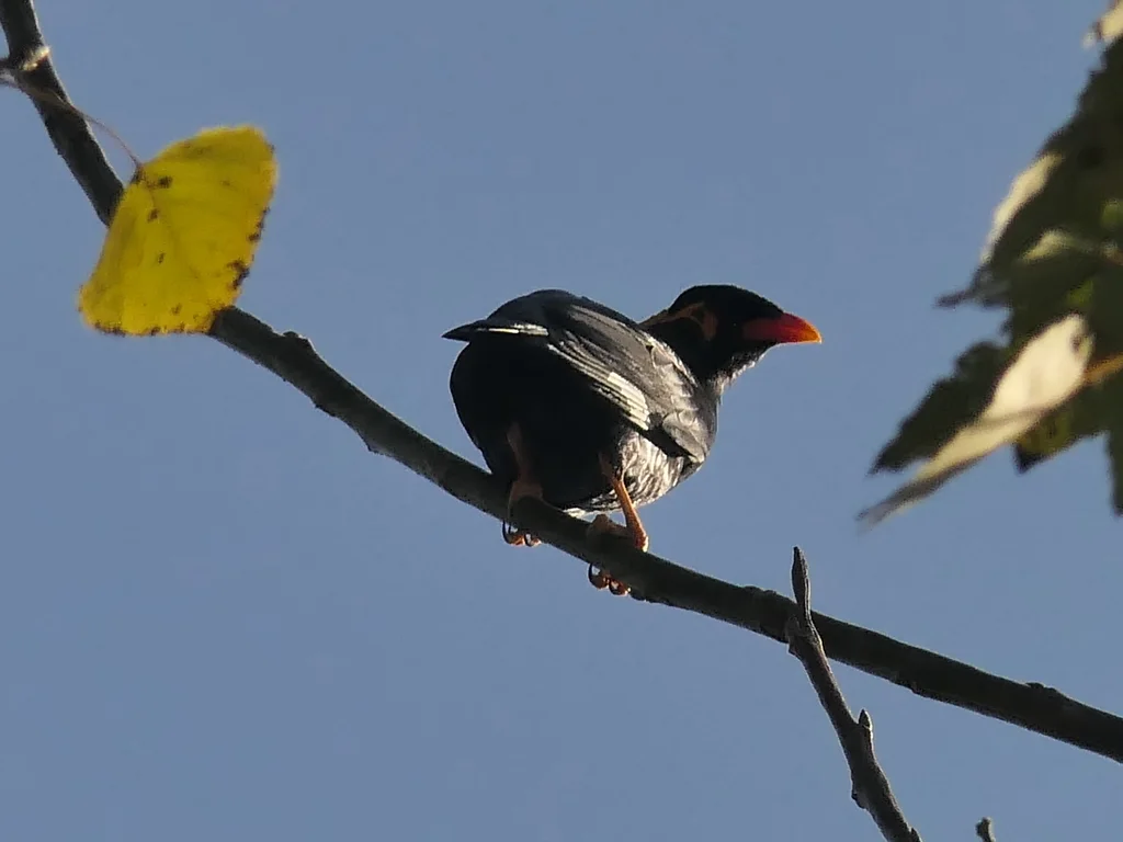 鹩哥（Gracula religiosa）