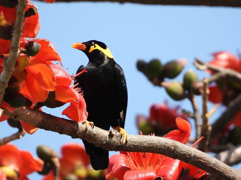 鹩哥（Gracula religiosa）