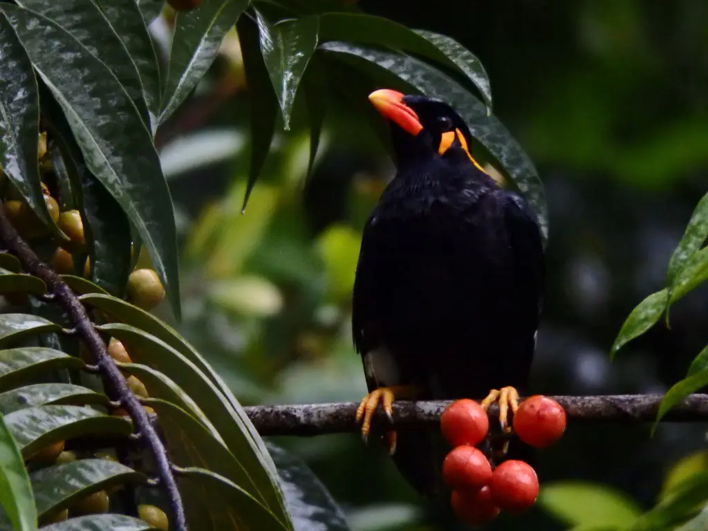 鹩哥（Gracula religiosa）