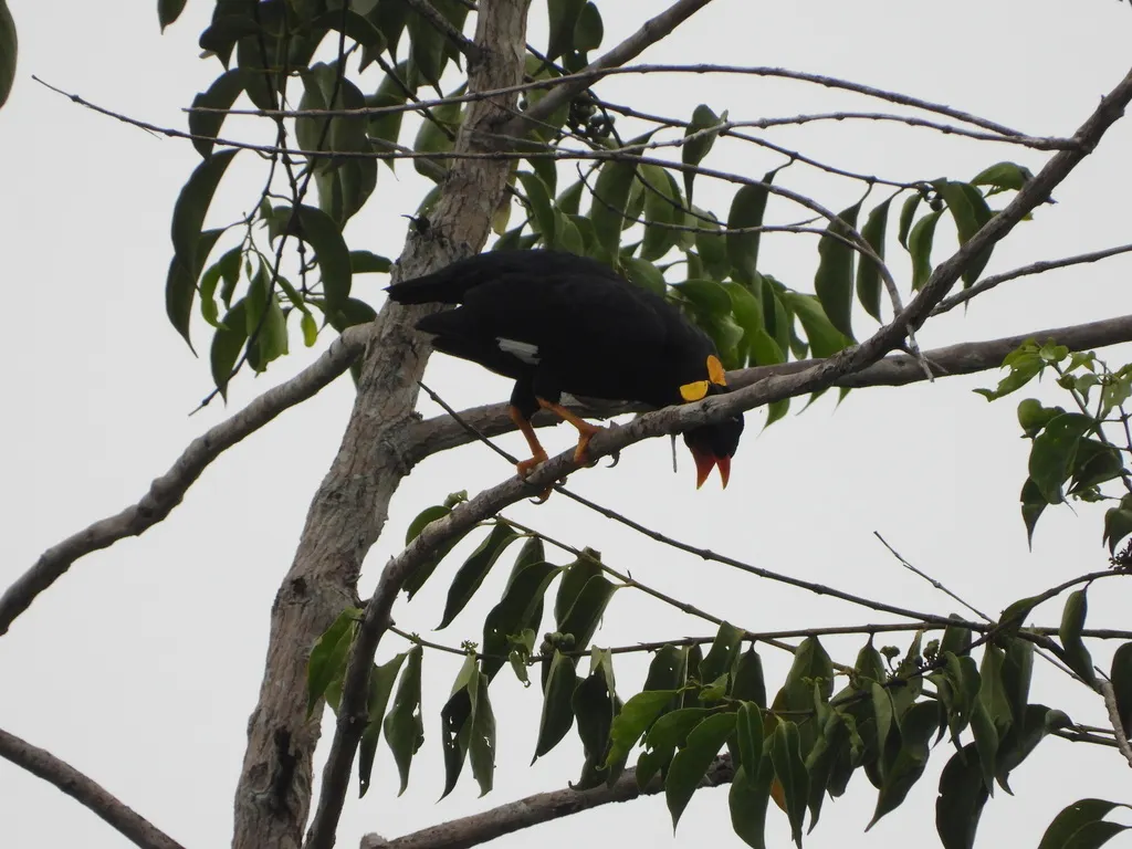 鹩哥（Gracula religiosa）
