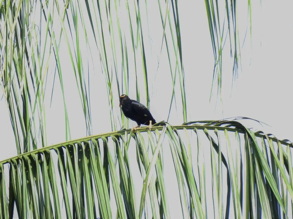 鹩哥（Gracula religiosa）