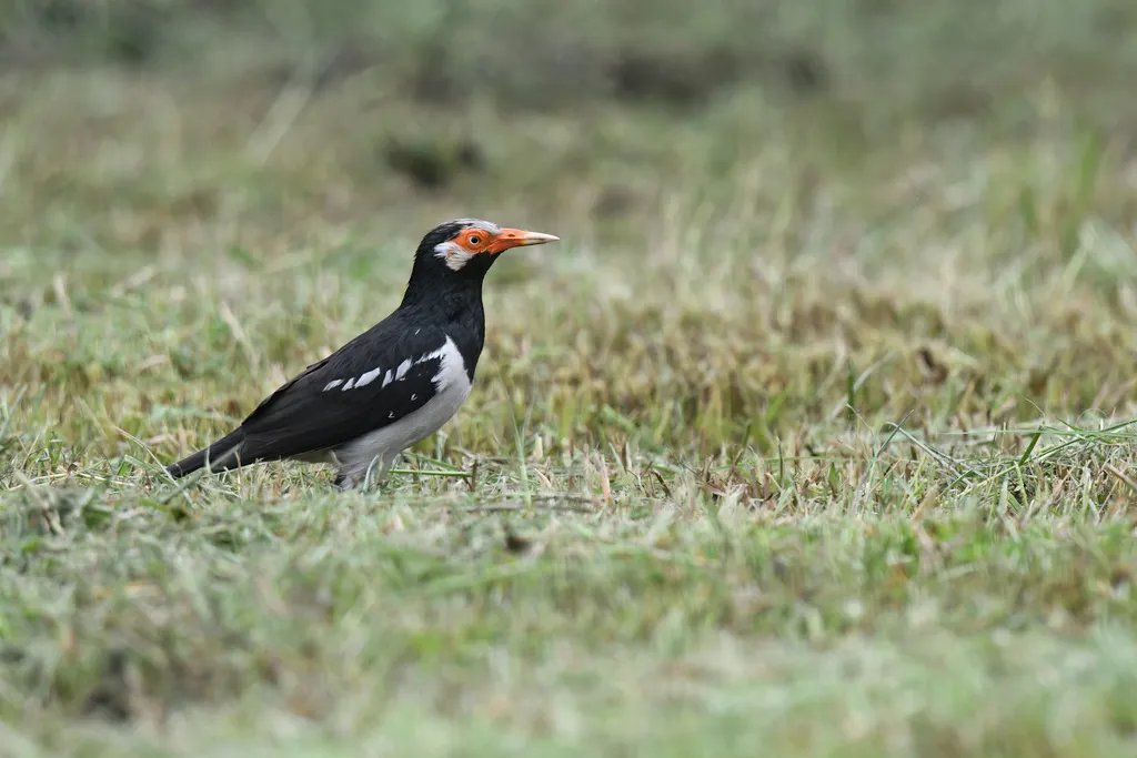 暹罗斑椋鸟(Gracupica floweri)