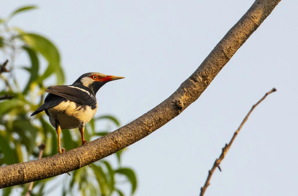 暹罗斑椋鸟(Gracupica floweri)