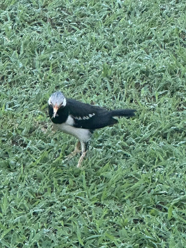 暹罗斑椋鸟(Gracupica floweri)