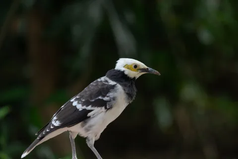 黑领椋鸟