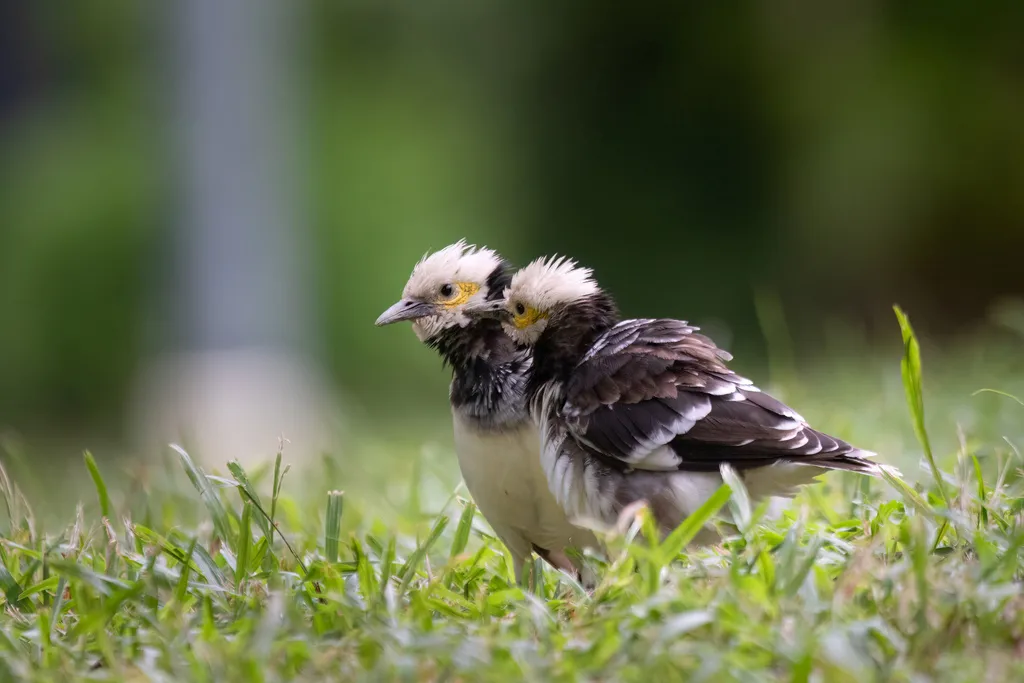 黑领椋鸟(Gracupica nigricollis)