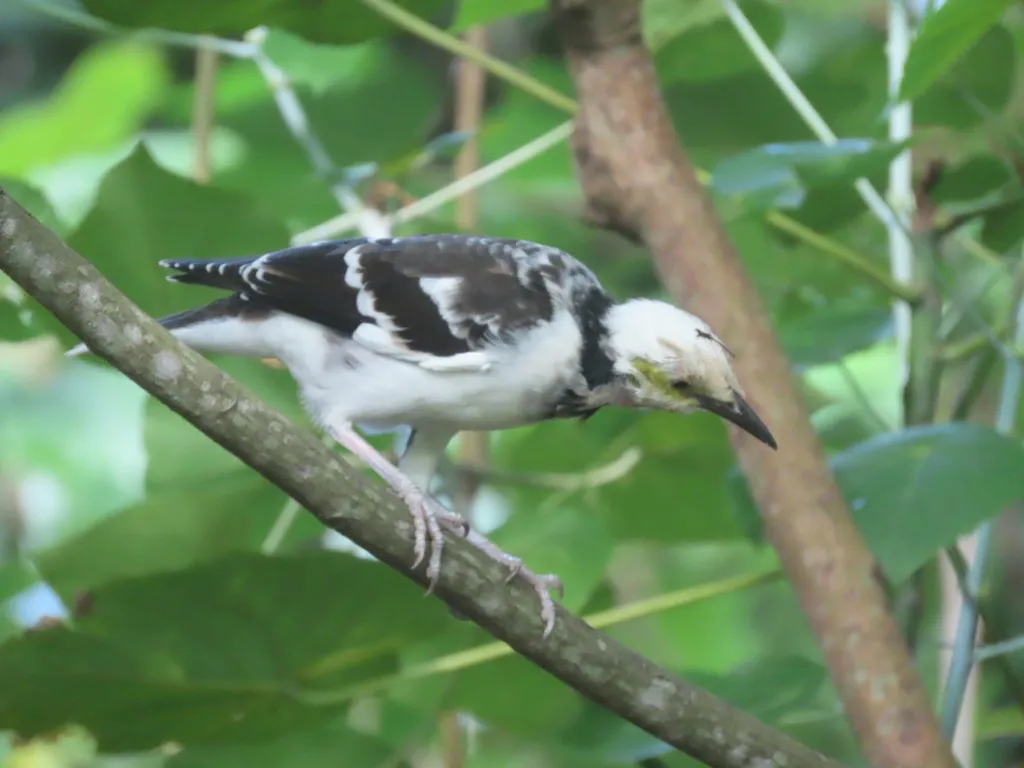 黑领椋鸟(Gracupica nigricollis)