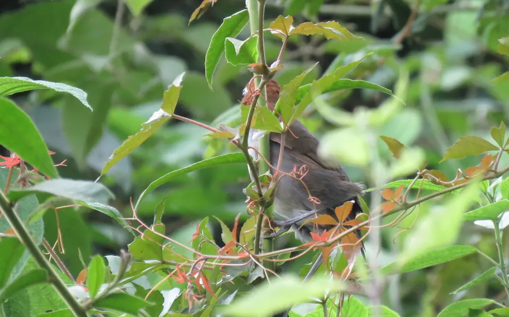 白喉蚁鸫(Grallaria albigula)