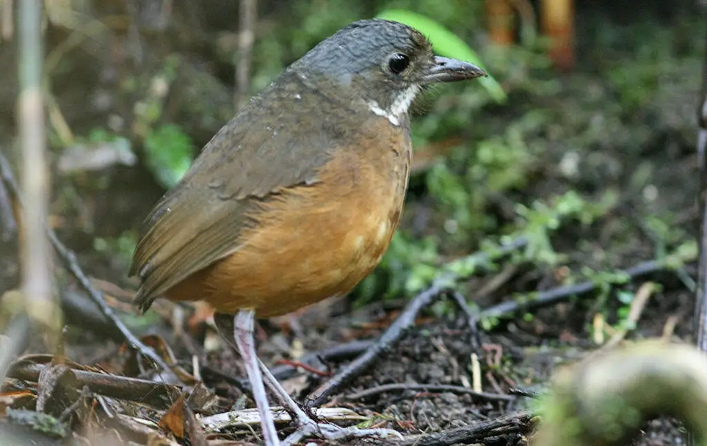 须蚁鸫(Grallaria alleni)