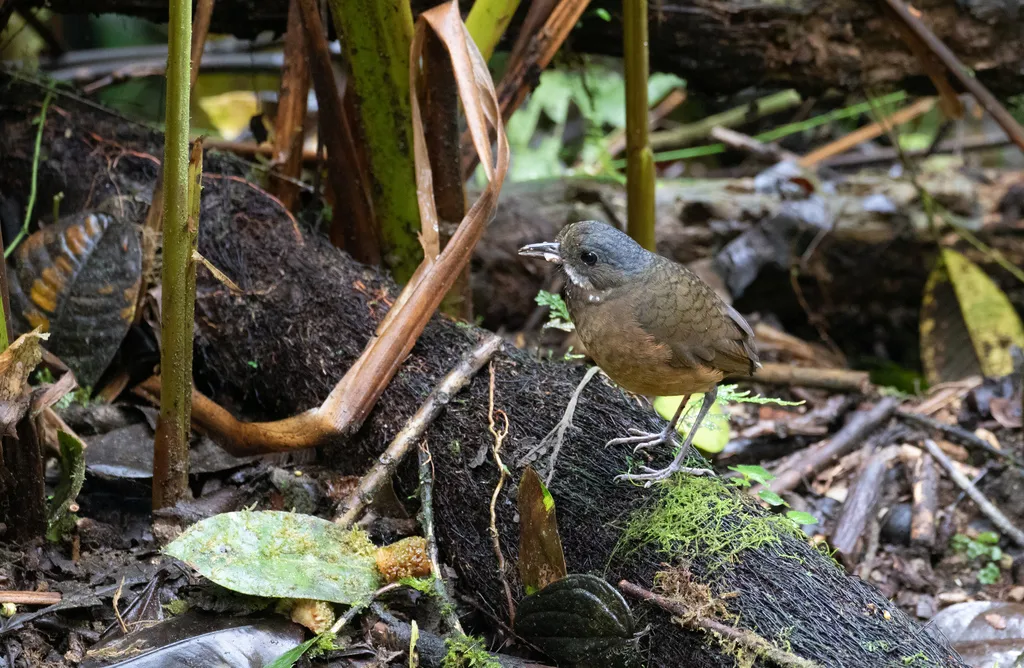 须蚁鸫(Grallaria alleni)