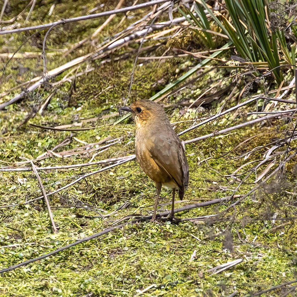 北褐蚁鸫(Grallaria alticola)
