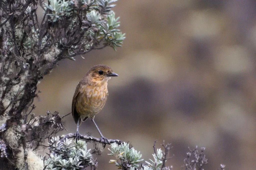 北褐蚁鸫(Grallaria alticola)