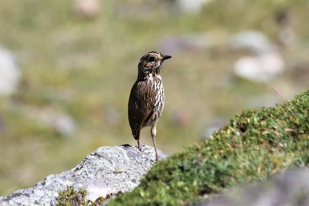 纹头蚁鸫(Grallaria andicolus)