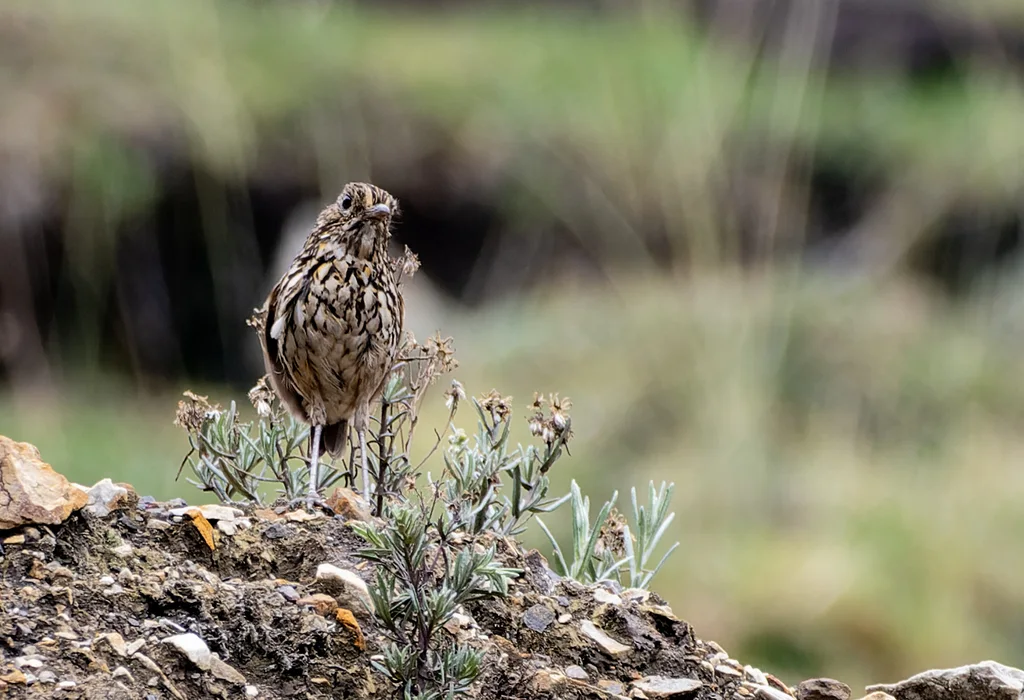 纹头蚁鸫(Grallaria andicolus)