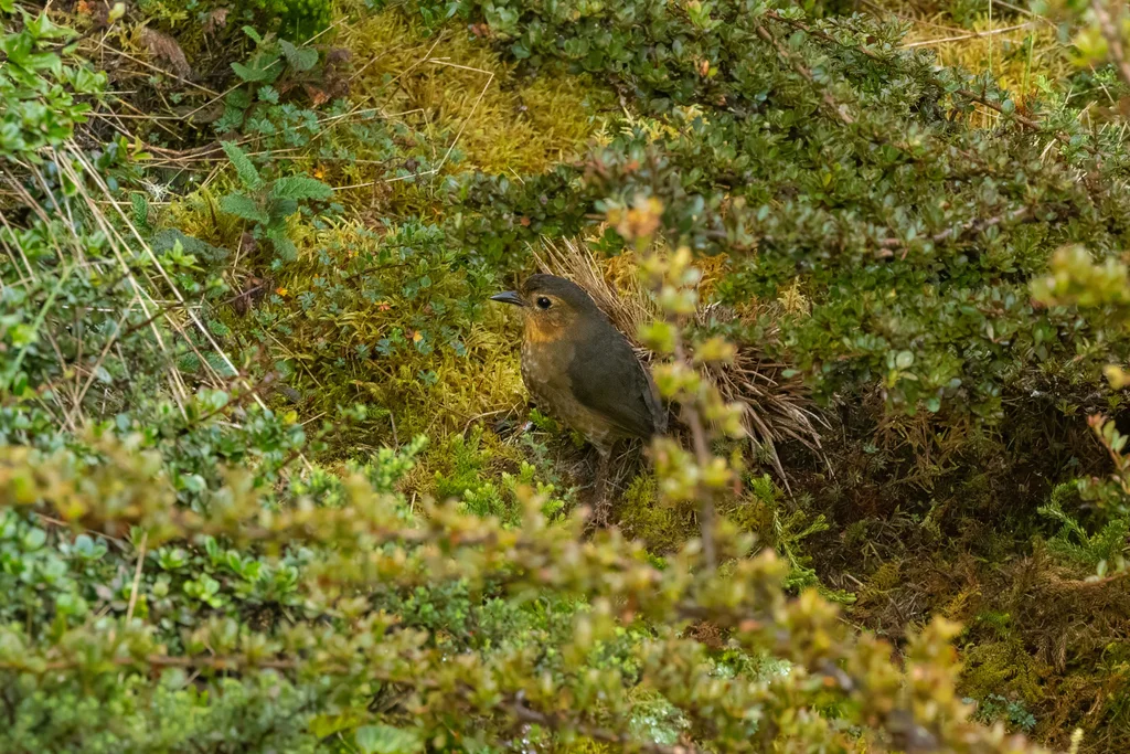 南褐蚁鸫(Grallaria atuensis)
