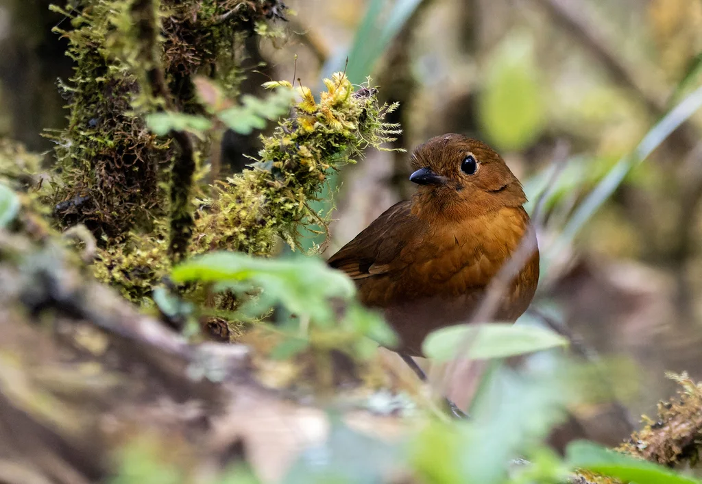 阿亚蚁鸫(Grallaria ayacuchensis)