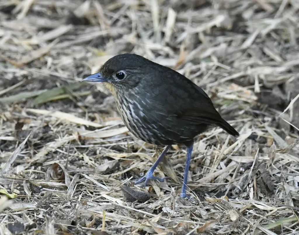 圣玛尔塔蚁鸫（Grallaria bangsi）