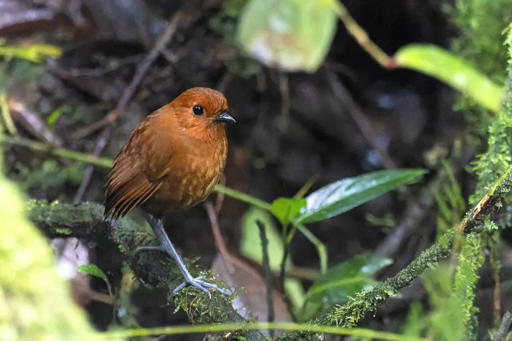 栗蚁鸫(Grallaria blakei)