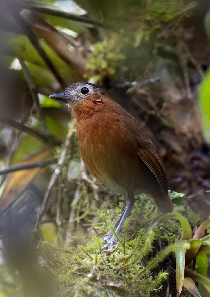 枣红蚁鸫(Grallaria capitalis)